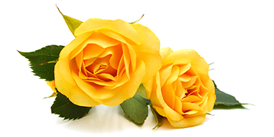 yellow roses